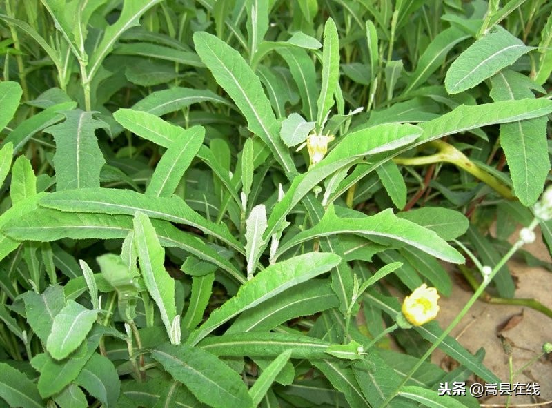 农村身边常见中草药不要错过这些宝贝！