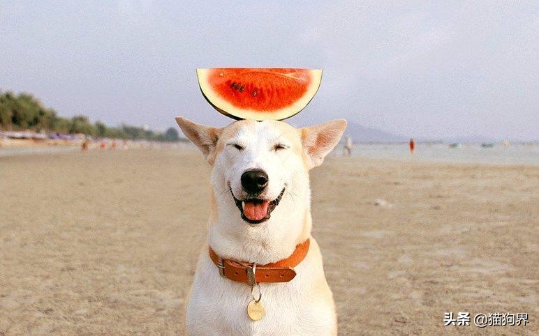 澶忓ぉ鐙楃嫍鐨偆鐥呭ぇ浣滄垬,鐙楃嫍鐨偆鐥呭ぇ浣滄垬