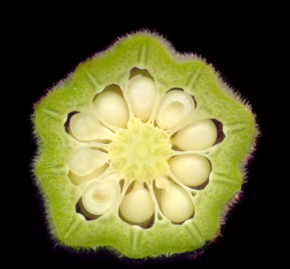 秋葵有伟哥的功效,秋葵为啥是植物伟哥