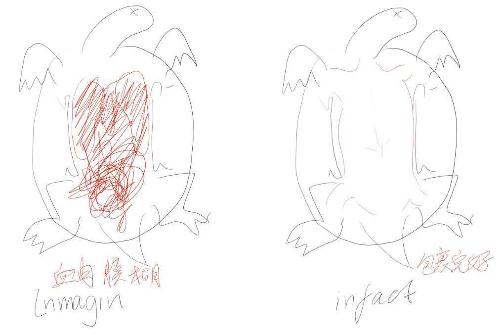 巴西龟怎么做骨骼标本,巴西龟骨骼结构