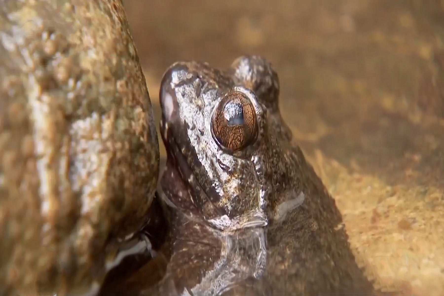 四川小伙被蛇咬在家休养赚3000万,男子被蛇咬后终身残疾