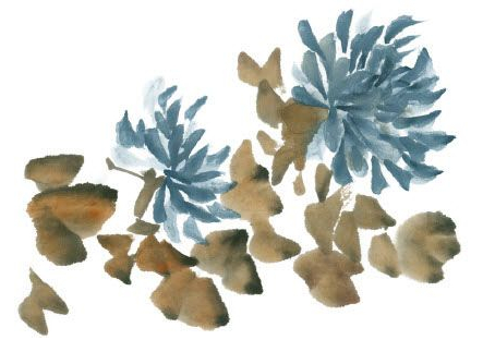 国画深秋篱菊风景写意,写意蓝菊花怎么画步骤图