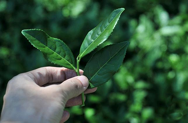 长期喝铁观音伤胃该怎么调理,铁观音伤胃吗看完你就明白了