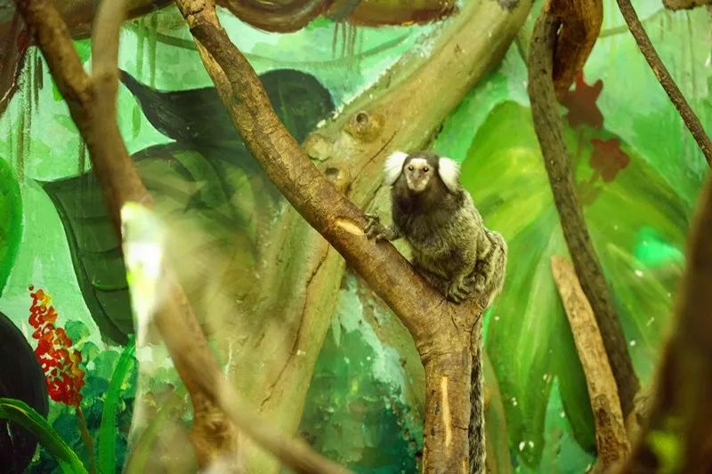 广州旅游攻略长隆动物世界,亲子游广州长隆动物园