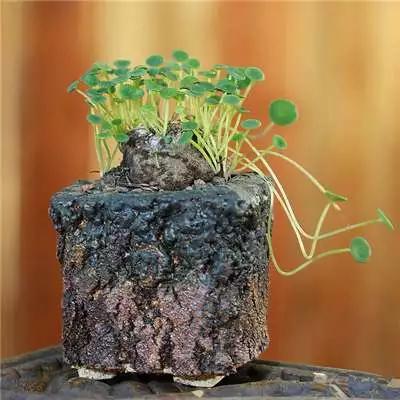 多肉大师手绘花盆,多肉顶级玩家