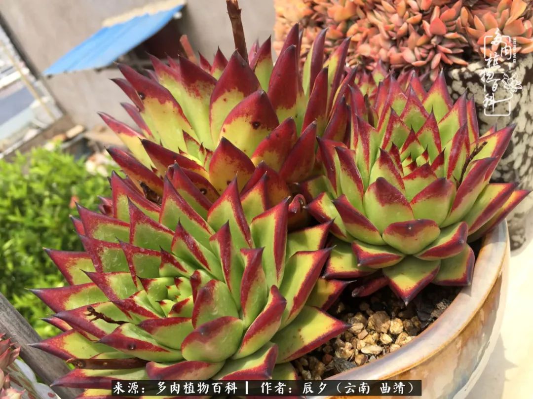 缂辩换鏃栨棊钁宠暏鐢熼,缂辩换鏃栨棊钁宠暏鐢熼鍑哄