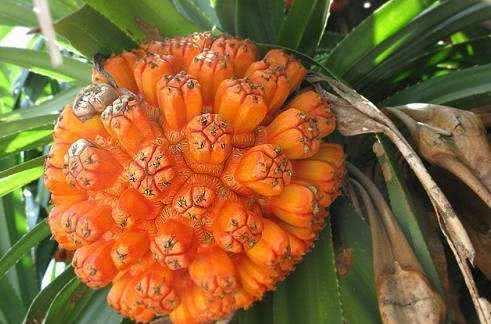 新鲜野生假菠萝,海南假菠萝的正确吃法