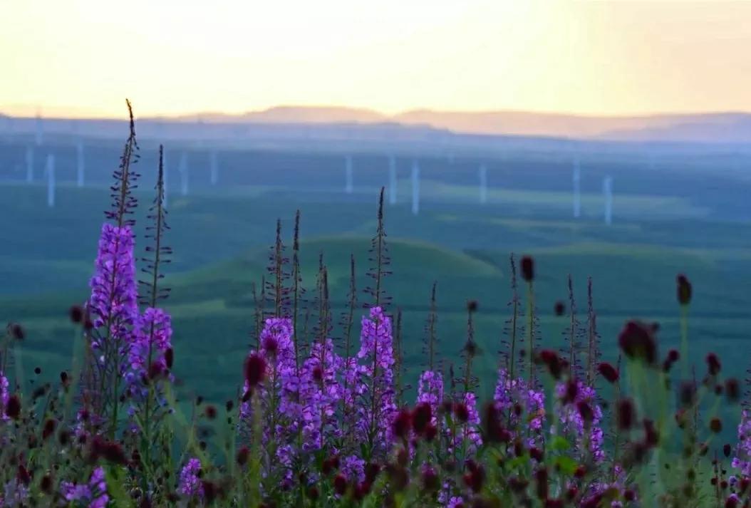 芳踪难觅濒危花！清新治愈篇：沙漠高原是吾家，豹子花的春天来了