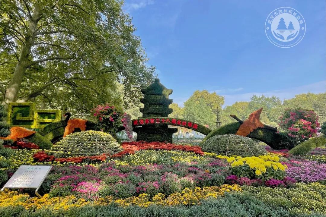 金秋时节菊展赏菊,趁着周末逛菊展