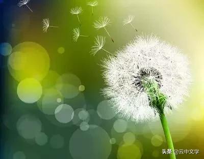 花语大全100种花图片,100种花的花语太全了