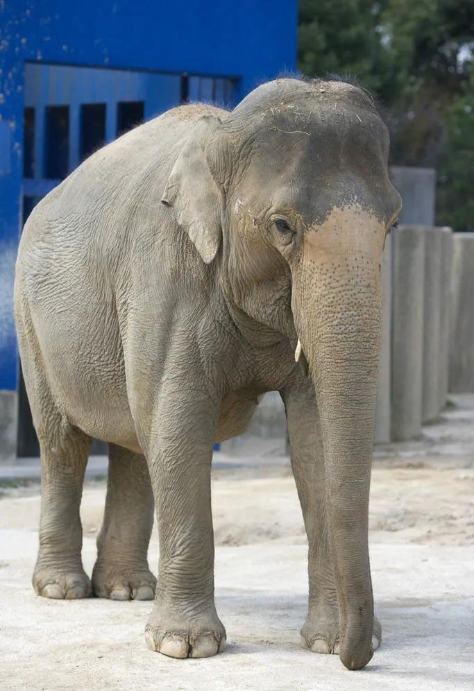 15头亚洲象已抵昆明,15头亚洲象北上昆明