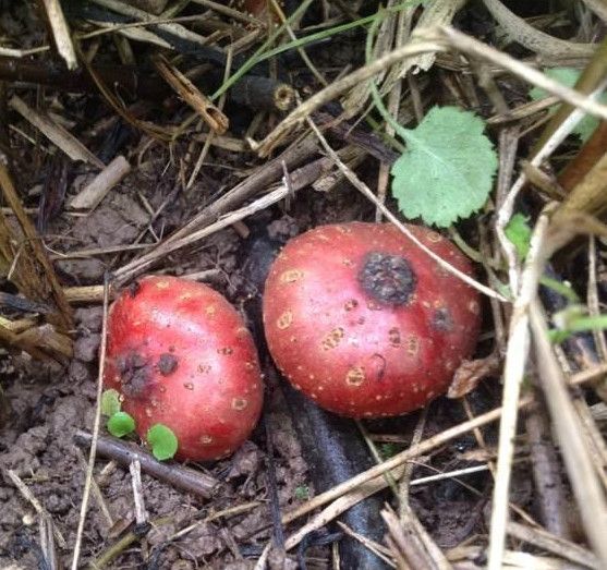 人称“地石榴”，儿时常挖来吃，如今20元一斤，又是炒作吗？