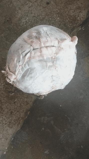 牛肚毛肚百叶黄喉的区别,牛肚百叶黄喉火锅