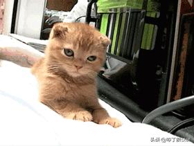 程序员养猫是什么感受,公司程序员需要养猫吗