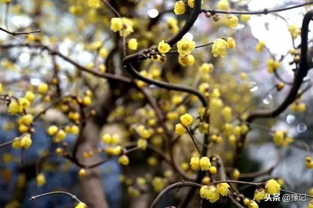 鄢陵腊梅哪里最好,鄢陵腊梅观赏