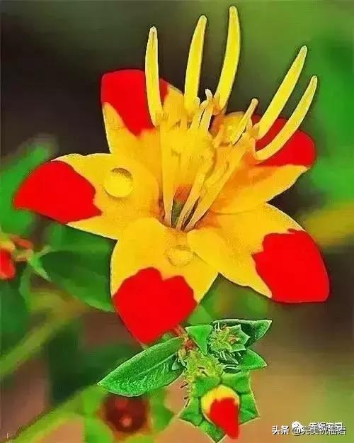 正月初九寓意的吉祥话,正月初九美好的祝福送给有缘的人