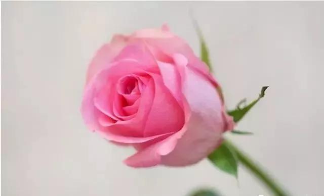 一万年一次的2020520；一起认识100种玫瑰~别送错啊