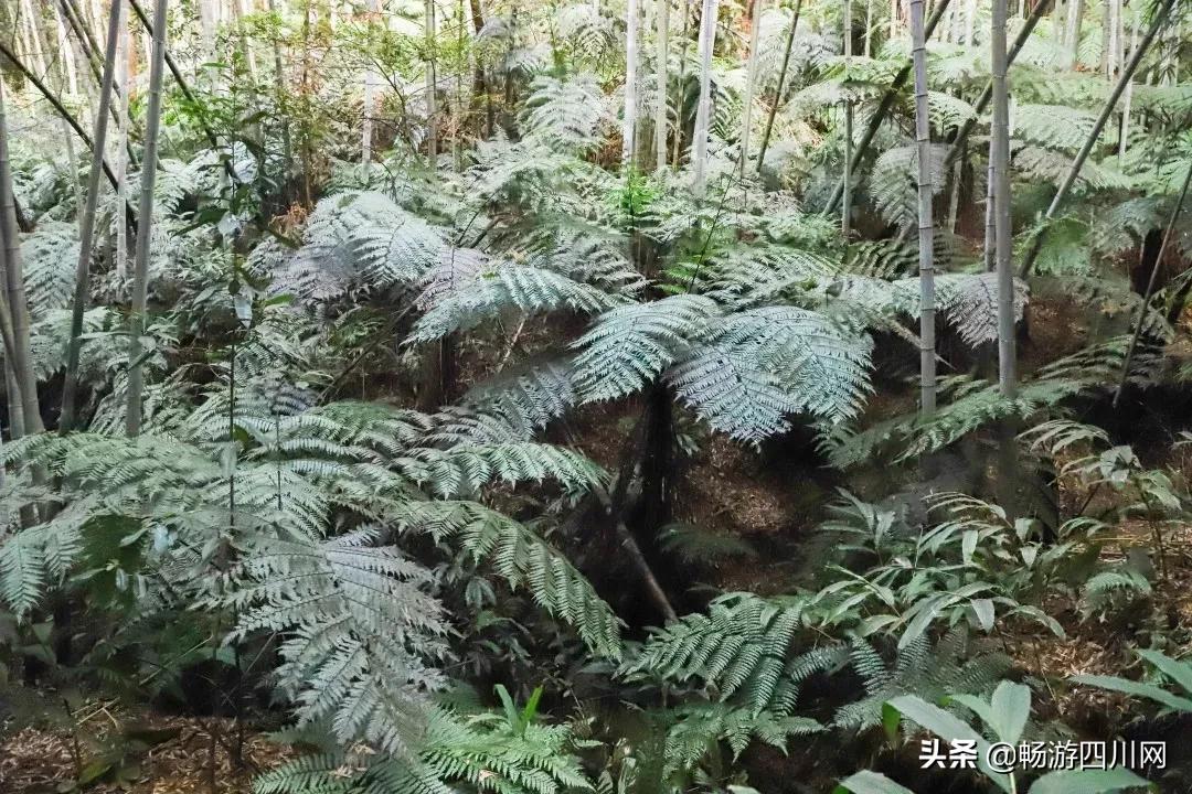 四川发现桫椤群,宜宾发现桫椤群视频