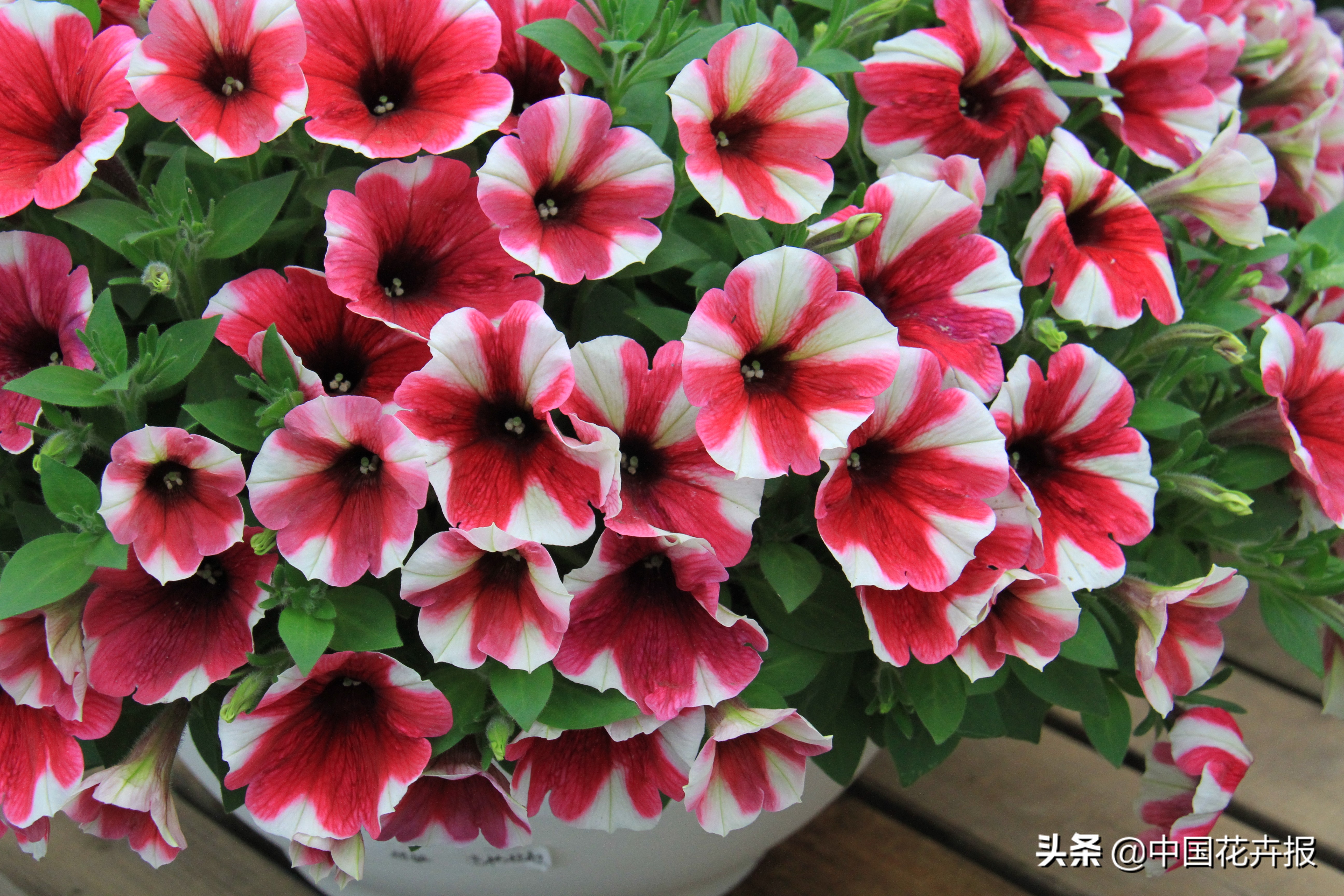 花园必备植物大全,花园常用植物科普