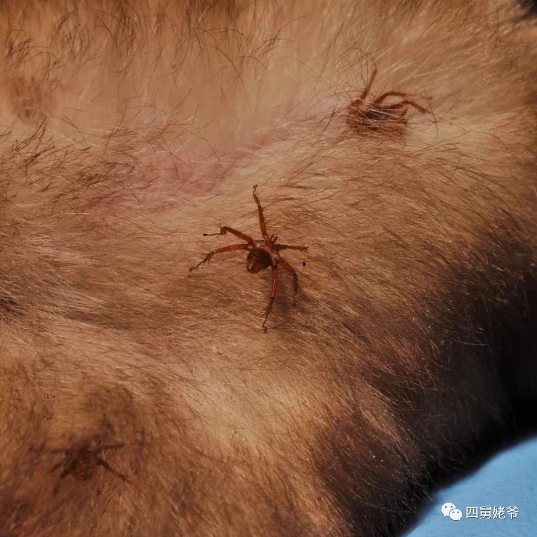 蛛蝇NycteribiaStylidiopsis