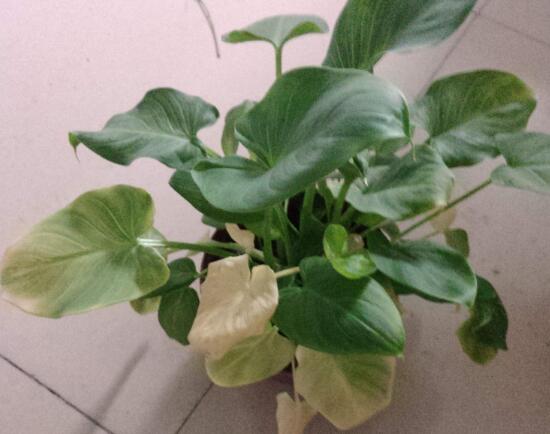 水养马蹄莲花朵发黄焦边干枯,夏天马蹄莲叶子发黄解决办法