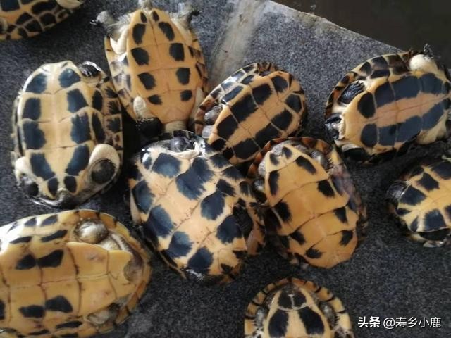 草龟冬眠换水会不会影响它冬眠,石金钱龟冬眠要不要换水