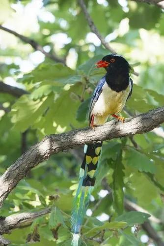乌鸦和喜鹊的成语,乌鸦和喜鹊是什么时候出现的