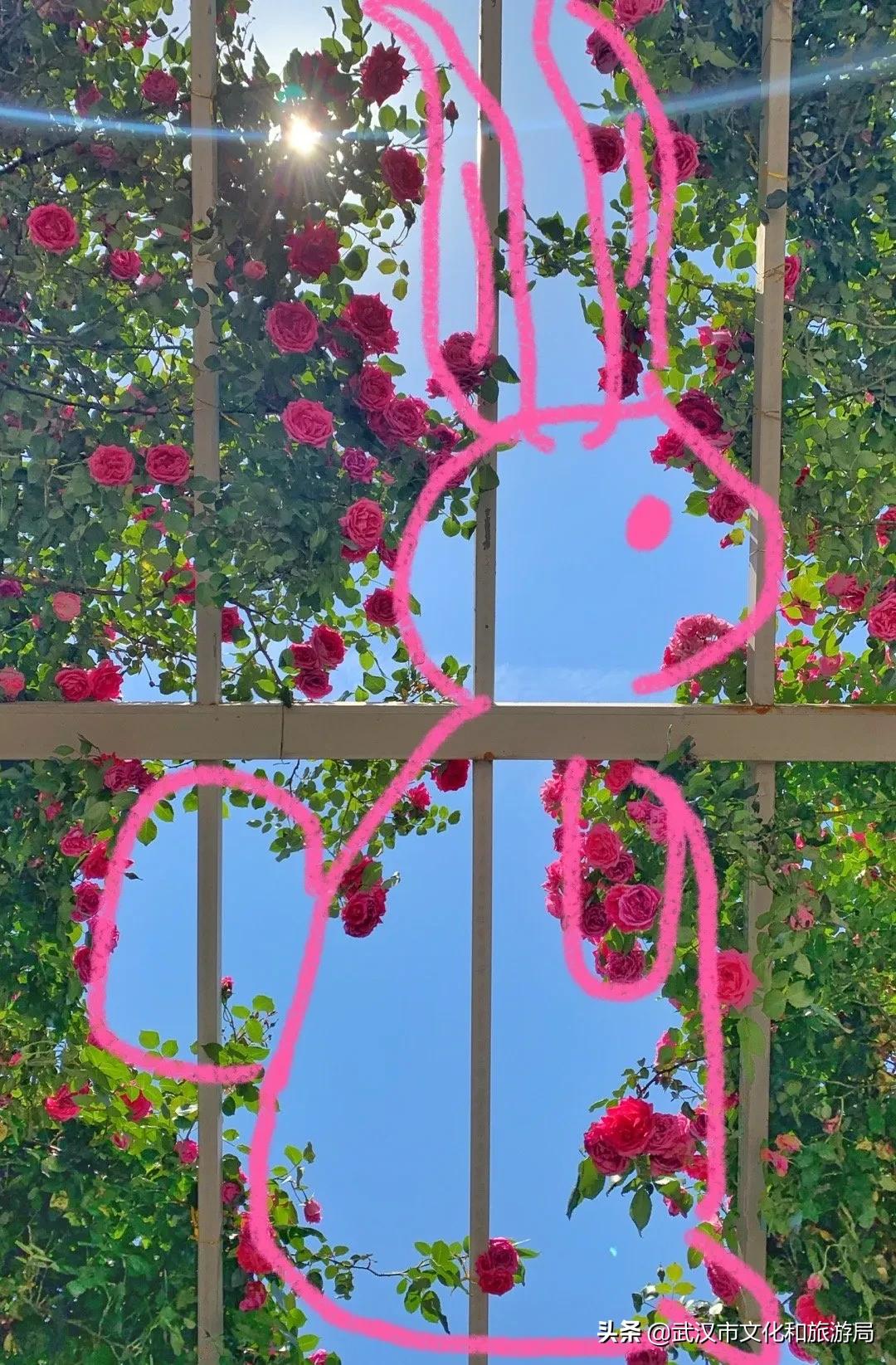 2019年4月武汉赏花攻略,武汉秋季赏花推荐最新