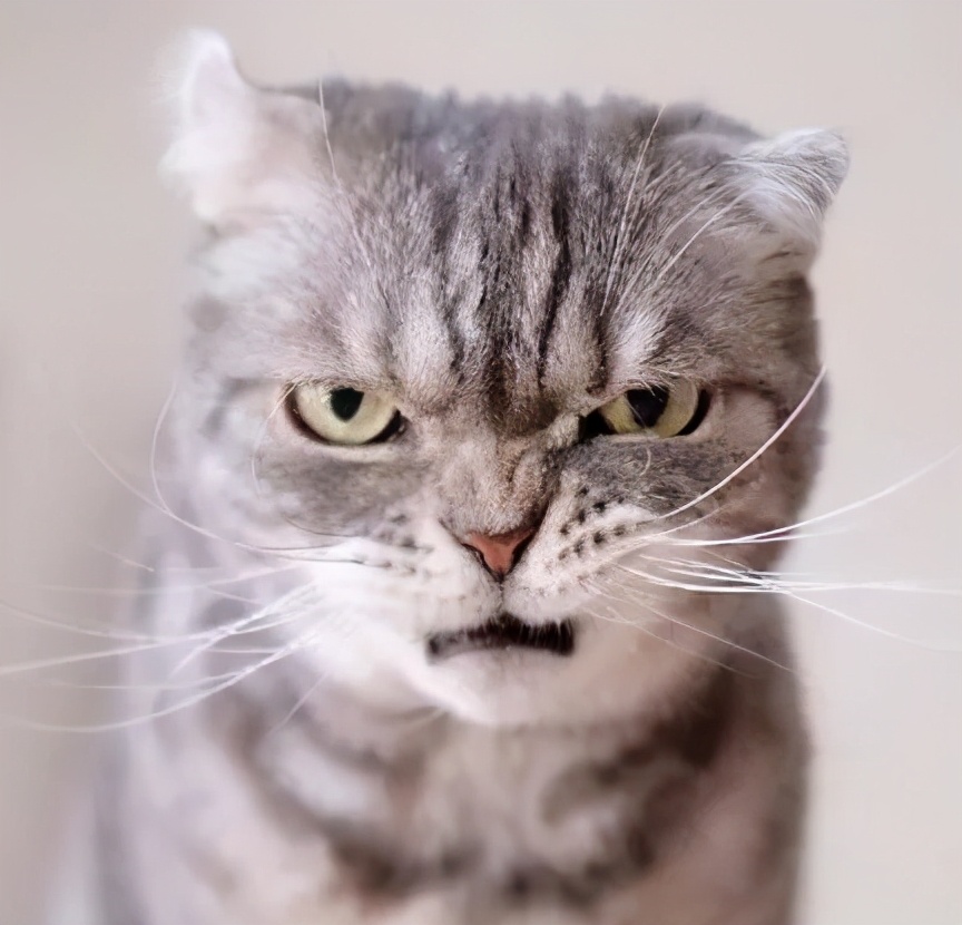 家里养的宠物猫咪需要洗澡吗,猫咪怎么养才不爬床