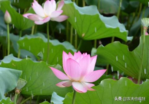 夏至三庚数头伏怎么说呢,夏至三更数初伏是啥意思