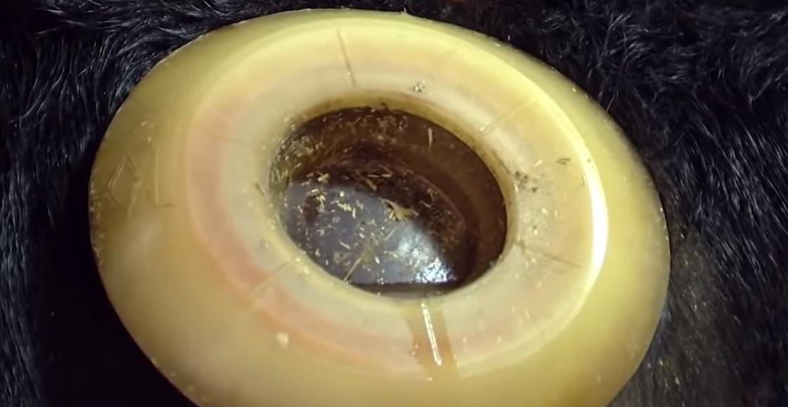 给牛身上开洞,牛身上的洞是怎样开的