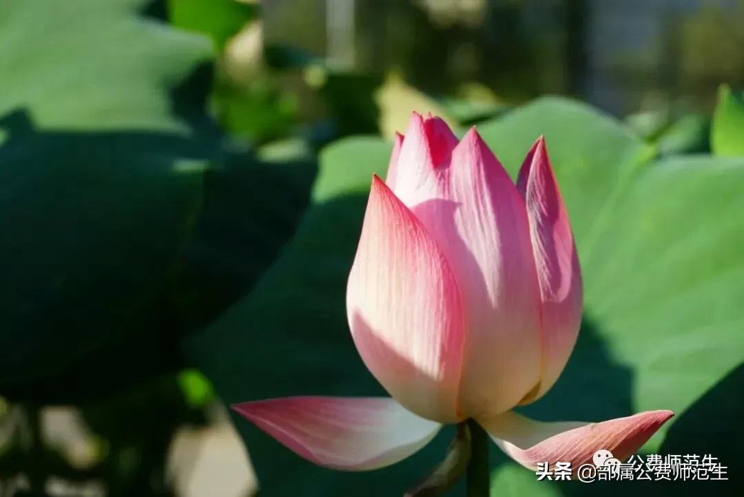 在机会和遗憾中的招聘之路（应聘经验分享系列）