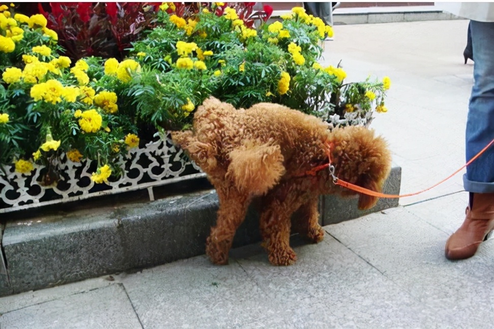 怎么养泰迪才会养得非常好,养泰迪的正确方法和注意事项