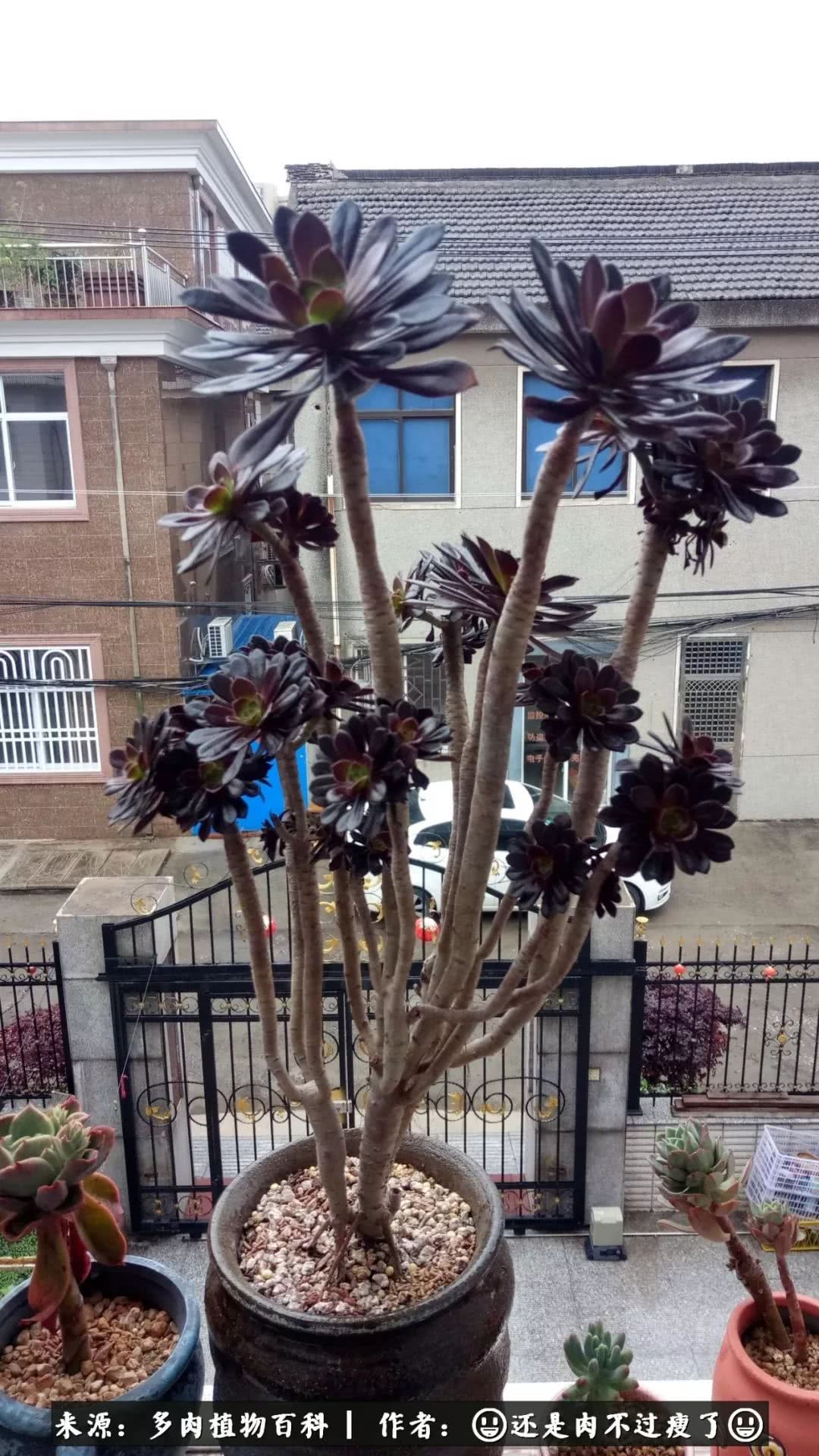 日照弘一法师,日照法师请师父