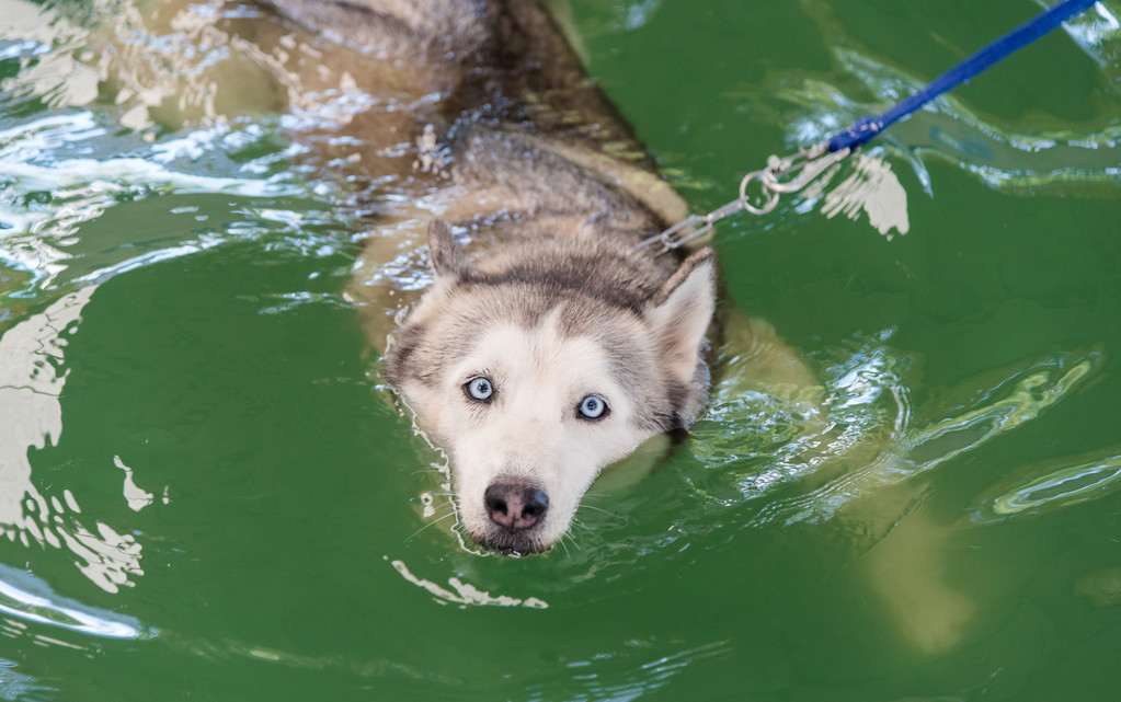 萨摩教哈士奇潜水，二哈：你当我蠢？想骗我下水，休想