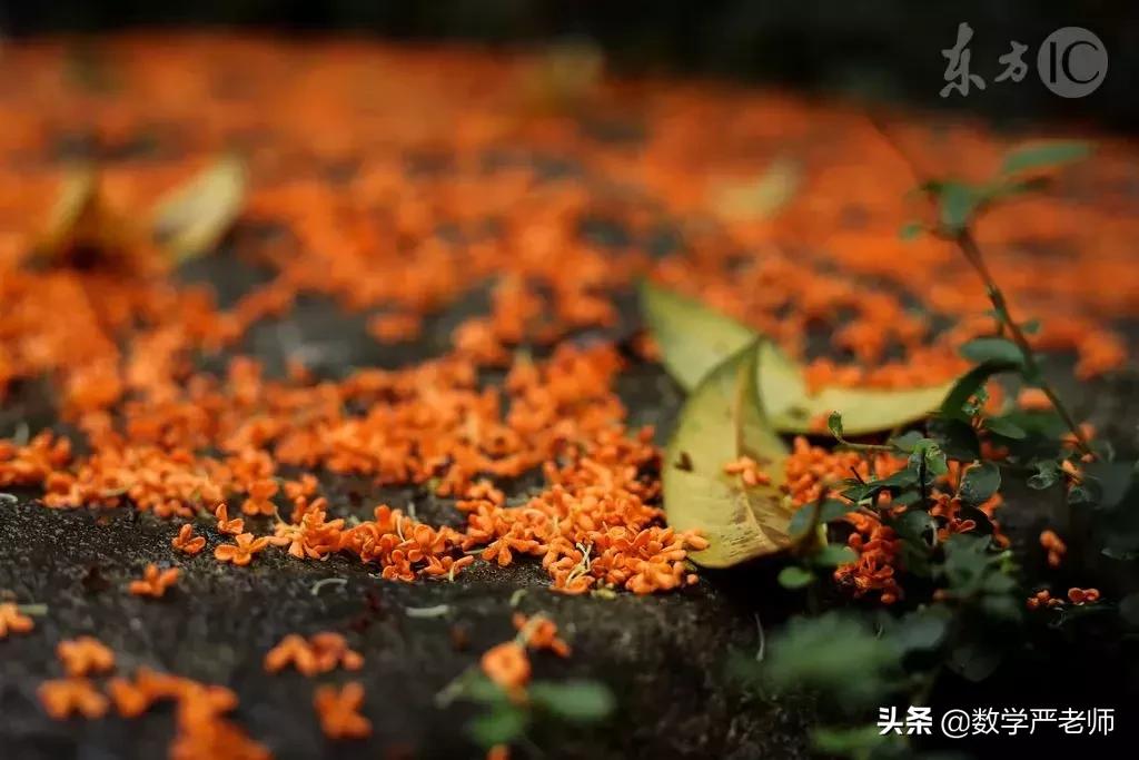 中国农民丰收节秋分节气同一天,农历秋分日为中国农民丰收节