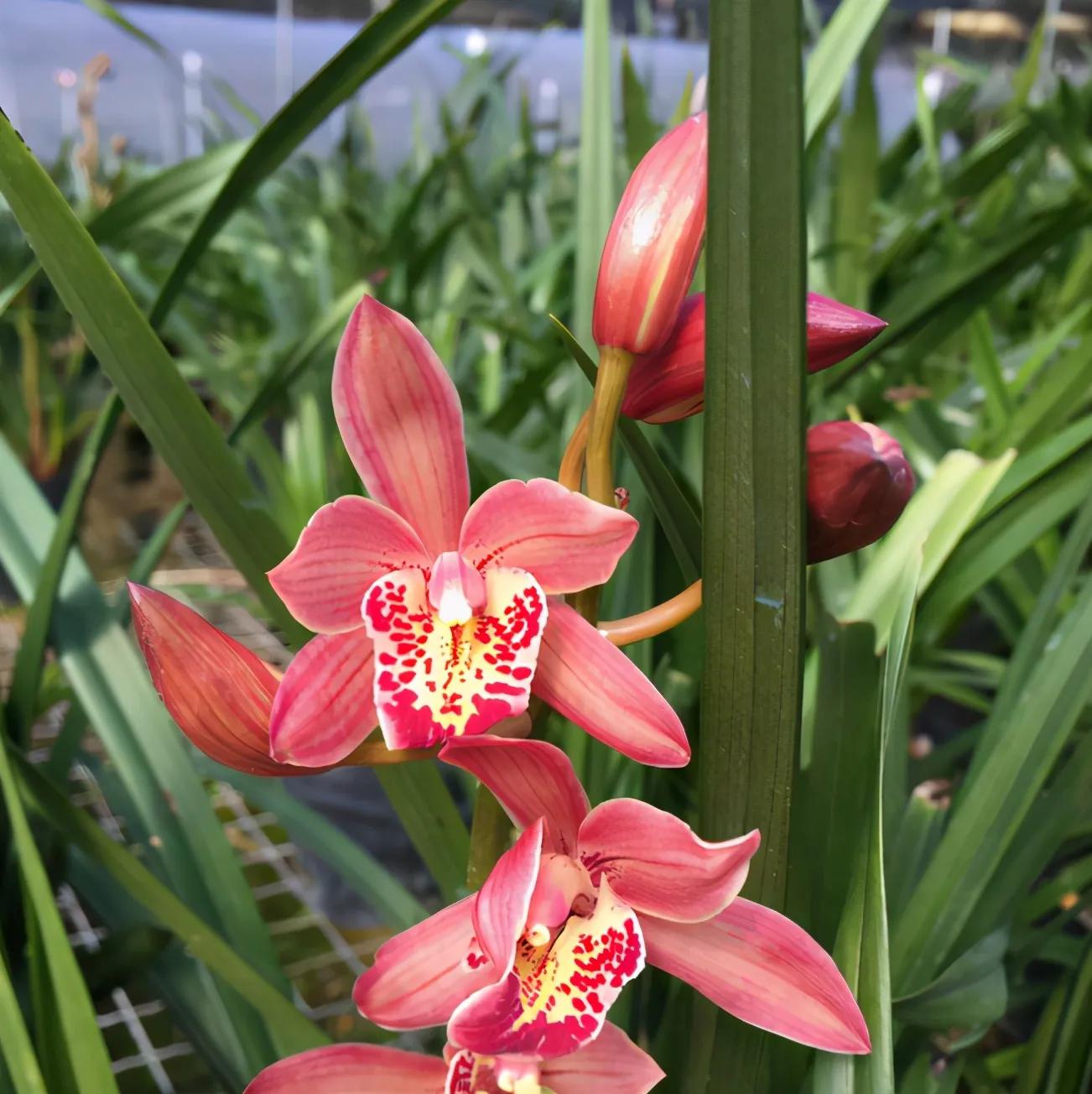 好看又好养的兰花有哪几种,推荐几款香味最好而且好养的兰花