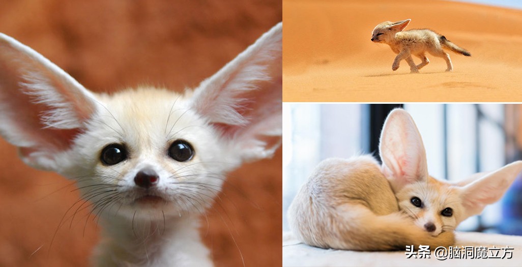 6种呆萌可爱的动物幼崽,盘点那些可爱蠢萌的小动物