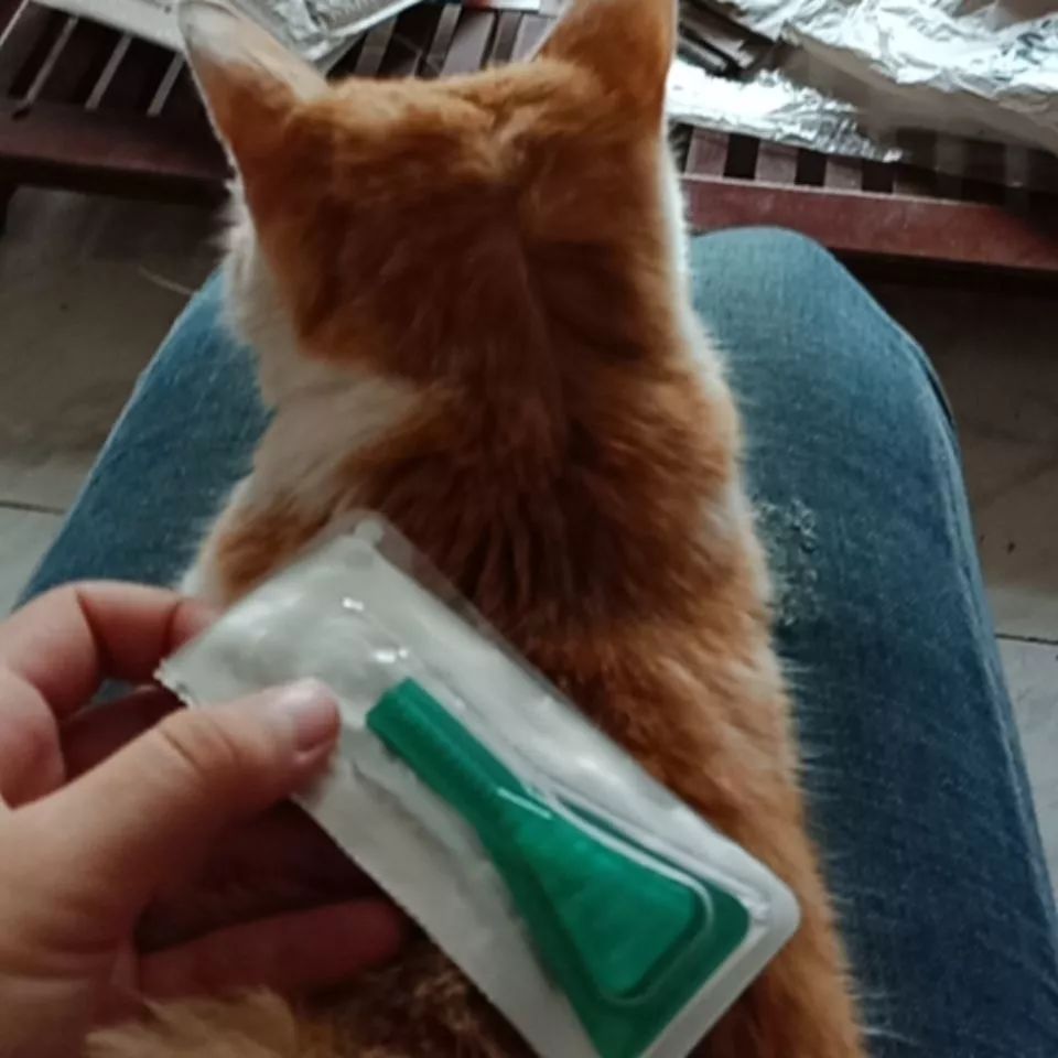 狗狗在家莫名染虫，铲屎官忧心寄生虫危害，学会三点杜绝虫害！