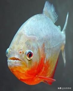 亚马逊十大凶猛植物,巴西亚马逊热带雨林动植物