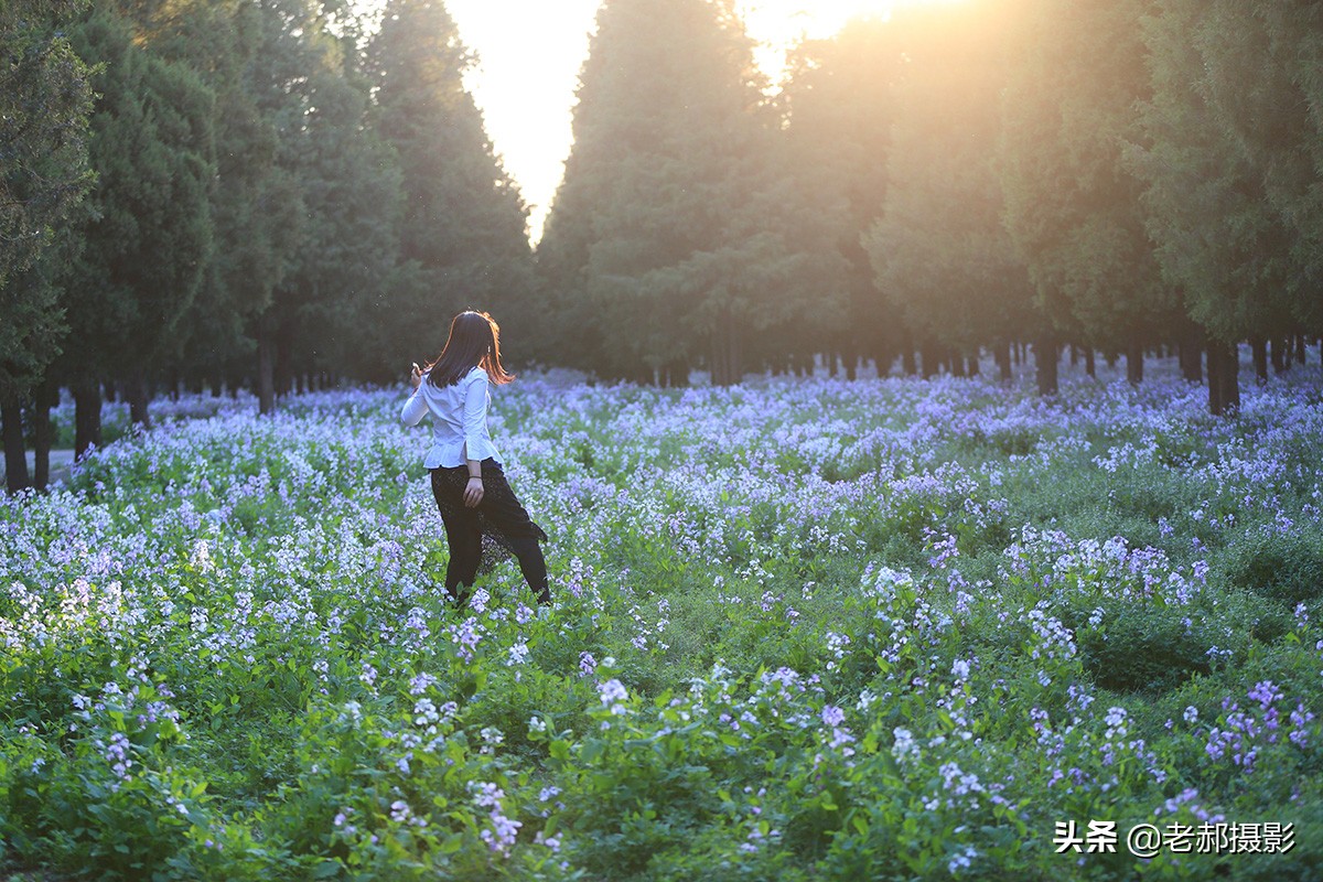 北京二月兰花海旅游,北京最大兰花海在哪里