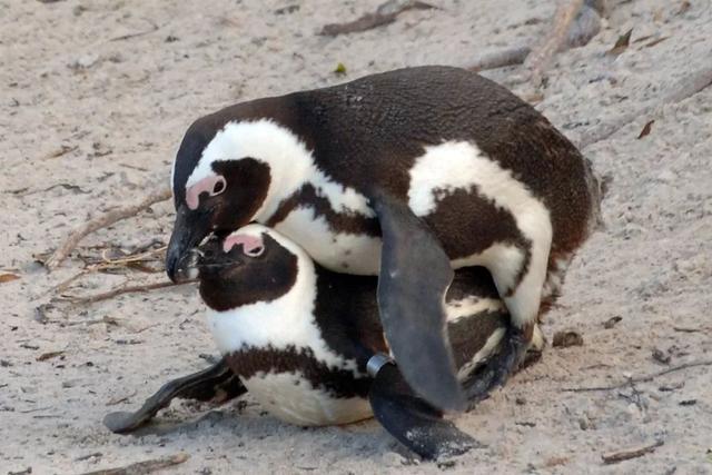 企鹅这些年把我们骗得好苦，它们根本不是什么好鹅，个个都是极品