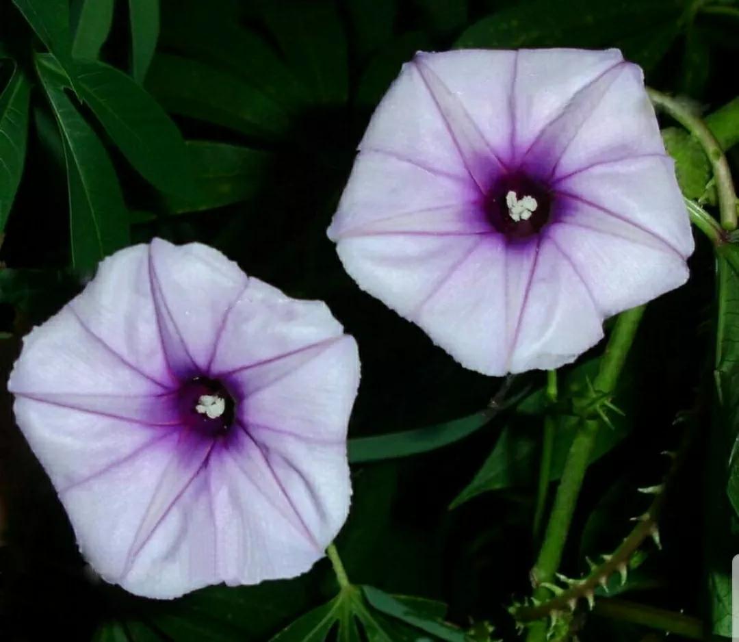 奇葩造型花：头上长草，心中有鬼，白月光。白天不开你非要晚上开