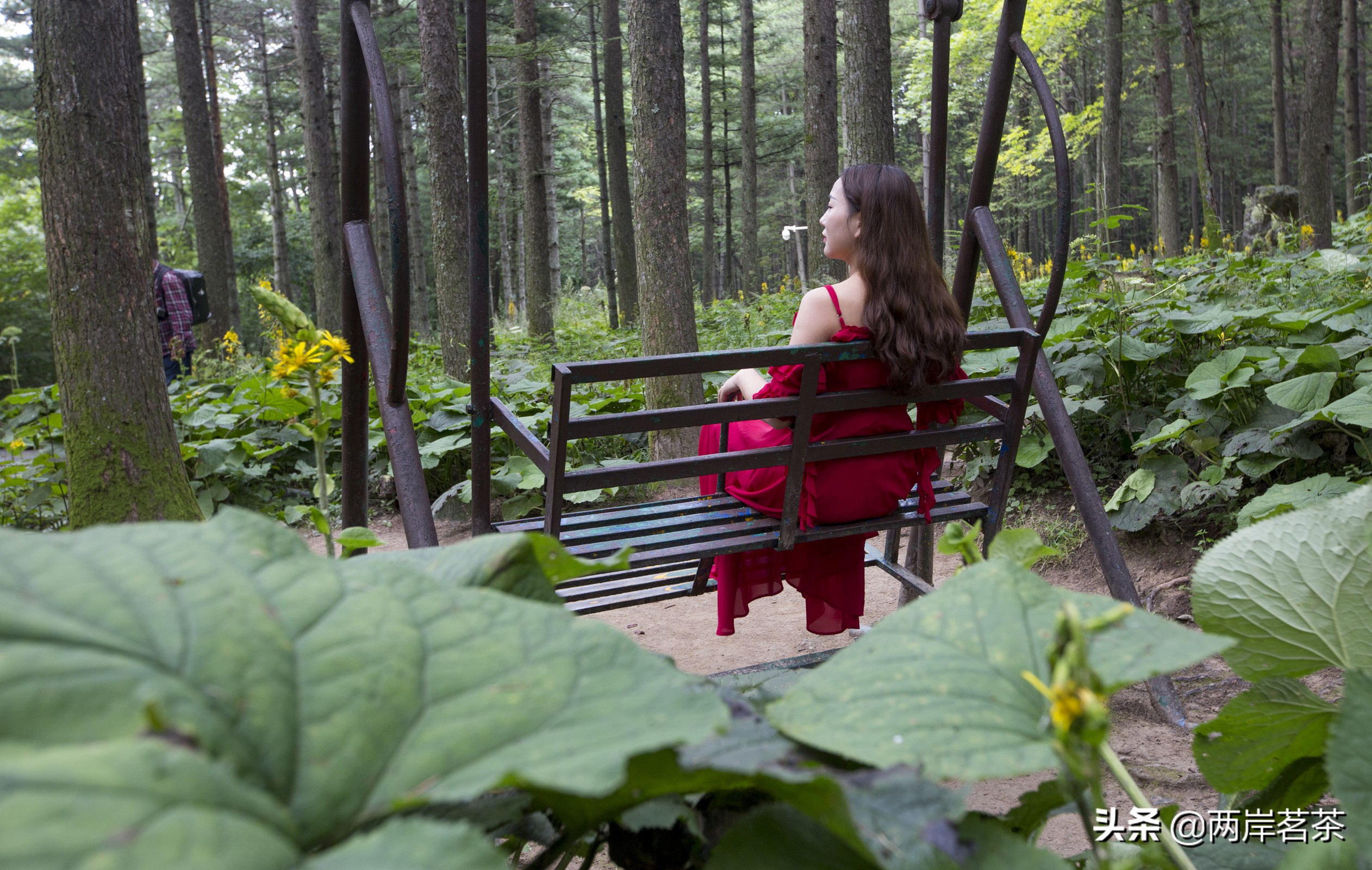 再看白云山，看山不是山，它是一本百读不厌的百科全书