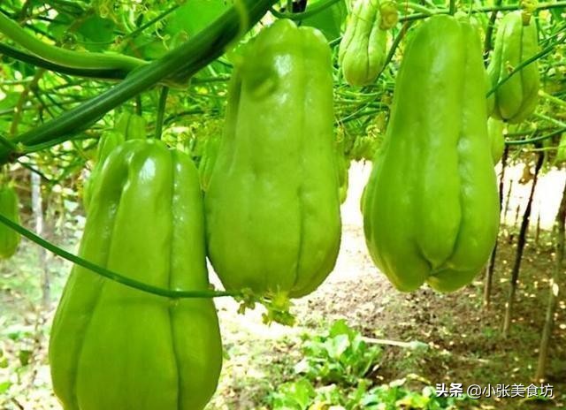农村最高产的瓜，一株能结几十个，既是水果也是蔬菜，你吃过吗