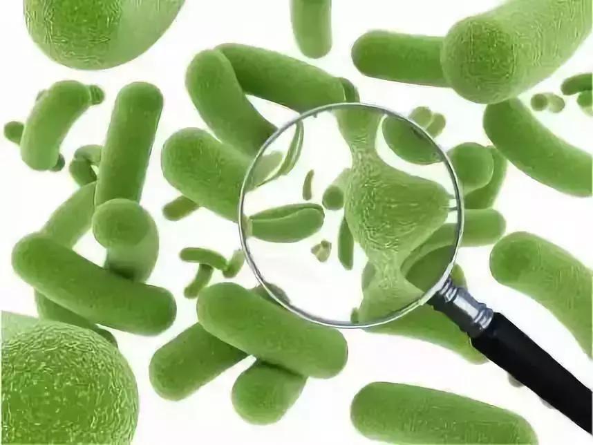 微生物脑肠轴介绍,微生物肠脑轴关系图