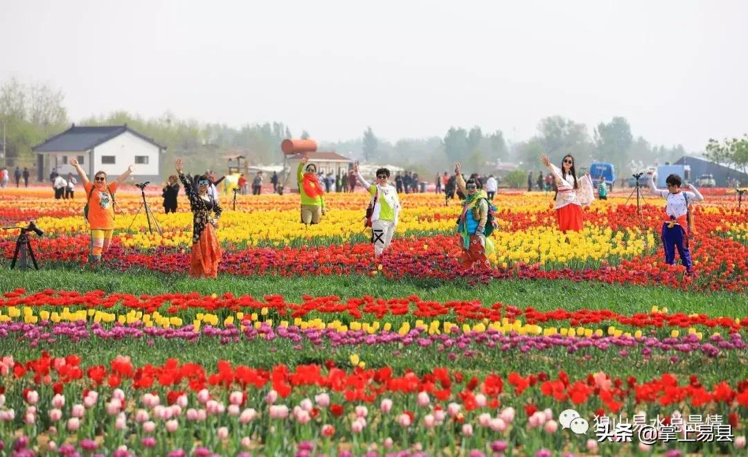 狼牙山下花如海李白诗赞郁金香