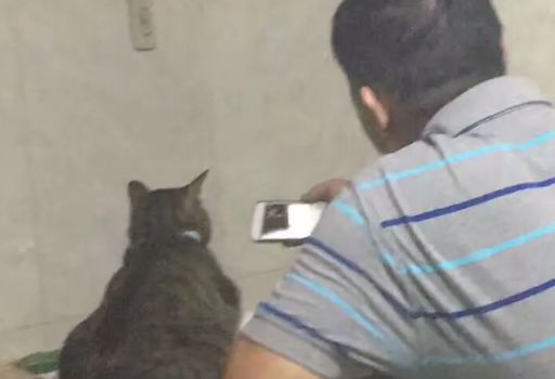 养猫后儿子鼻过敏，妈妈心生一计：不如你搬出去住吧！