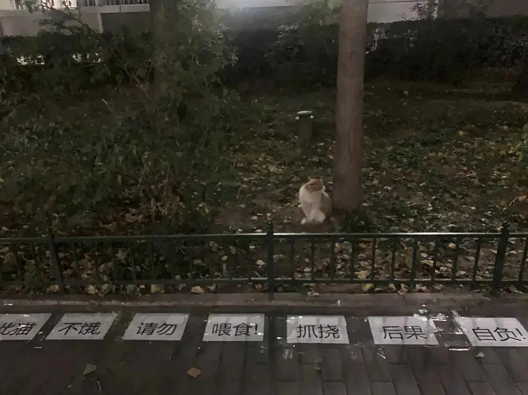 一到毕业季，我们大学的校猫就疯了哈哈哈