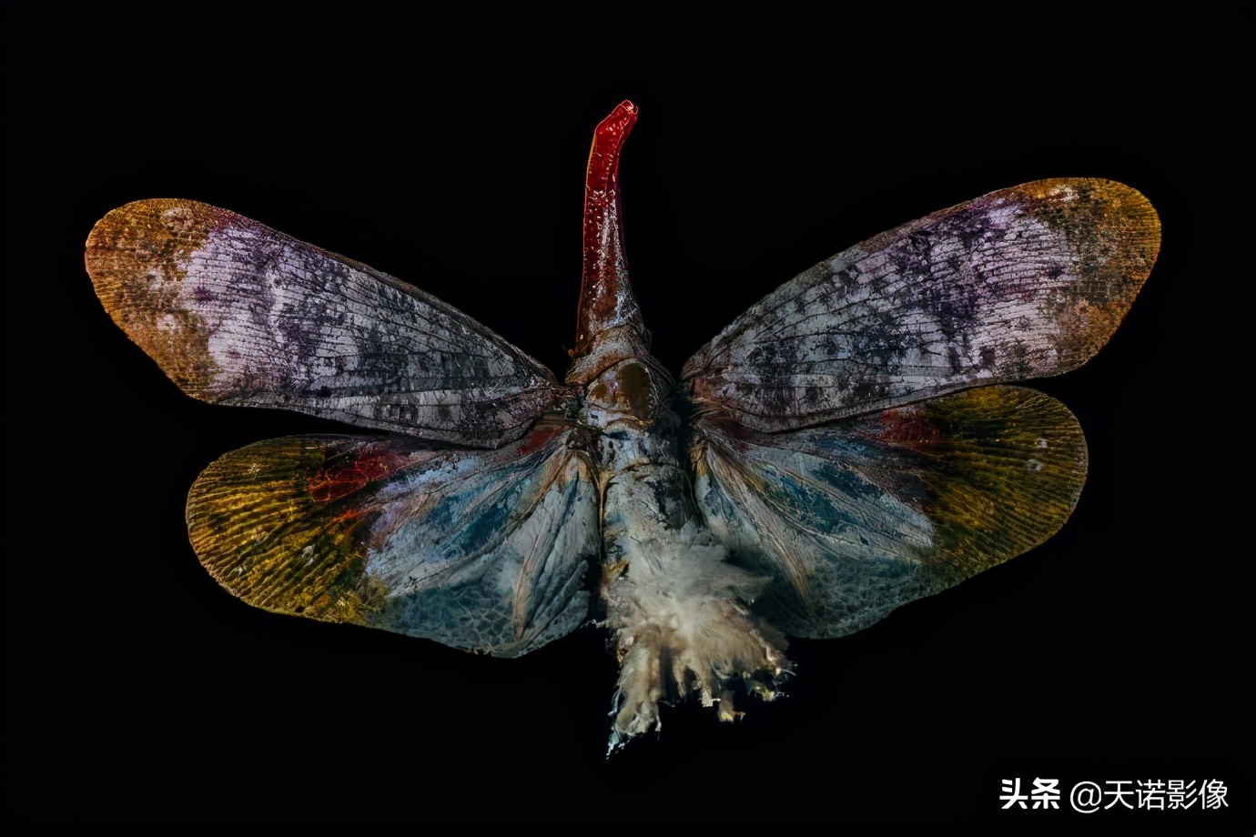 徕卡相机sl2与sl2s哪个更好,极致相机最新版